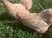 Beautiful lemon cuckoo pekin bantams