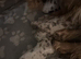 Dijon puppies