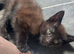 CUTE KITTENS FOR SALE