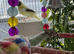 Canaries
