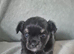 Long Haired KC Reg Chihuahua puppies