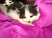 2 beautiful Ragdoll cross tuxedo kittens