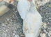 Muscovy pair