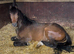 3yo registered new forest