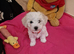 Champion Bloodline Ready 10th June Bichon Frise