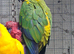 Sun Conure