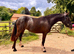 14hh Smokey Black Full Connemara Mare PROJECT