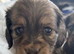 Tiny tiny beautiful miniature dachshunds puppies