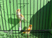 Red mosaic pair