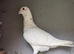 Syrian single cock