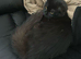 Black dorsal boy