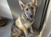 7 months old shepsky male pup for sale