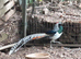 2 year old lady amherst cockbird