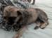 10 week old puppy
