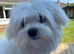 KC Reg Adult Maltese Bitch Rehome