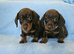 Stunning True Minis * BOYS ONLY *
