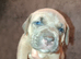 Cane corso X puppies