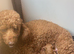 KC Registered Deep Red Miniature Poodle Puppies