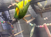 Semi tamed dna male Senegal parrot