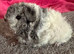Peruvian and Alpaca guinea pig sows