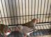 Male zebra finches!