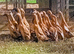 Trios RARE Fawn Indian Runner Ducks