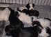 Beautiful KC Registered Lhasa Apso Puppies
