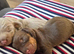 Isabella male miniture Dachshund