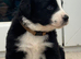 LAST 3 Bordernese puppies