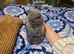 British blue short hair kittens