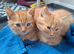 Kittens