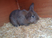 Lovley bunnies