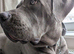 nearly 11 months old female cane corso Zulu