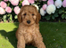 5 stunning, well socialised puppies