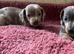 Miniature dachshund