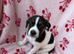 3 Jack Russell Puppies