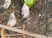 Starter Seramas..4 hens & a cock