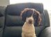 13 week old stunning cocker girl