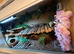 Black Night Cross Leopard Gecko Female With 4x2x2 Set Up