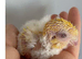 Baby handtame Lutino lineolated parakeets
