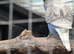 Blackwing split rainbow baby budgie