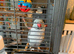 Blue/grey male ringneck and cage