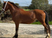4 year old project gelding