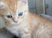 Bsh X Scotish stright kittens.