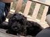 Cavapoo puppy
