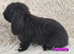 Gorgeous 8 week old Mini Lop Baby Rabbits For Sale