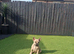 KC french bulldog pups