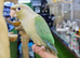 Cinnamon Conures Hand reared