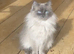Stunning lilac point female ragdoll