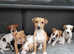 MINIATURE  JACK RUSSELL PUPPIES